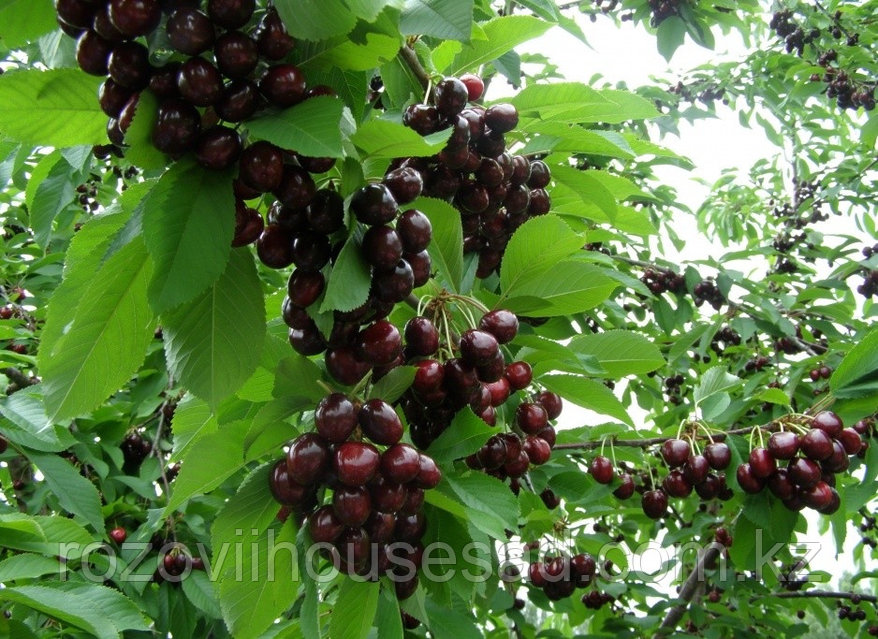 «Құбыжық» атты неміс порнофильмі