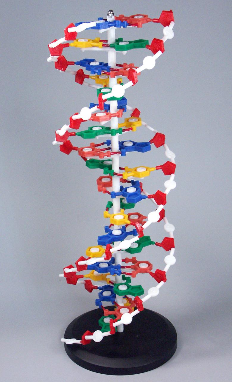 Структурная модель ДНК - фото 1 - id-p101465044