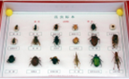 Коллекция Представители отрядов насекомых, на примере вредителей