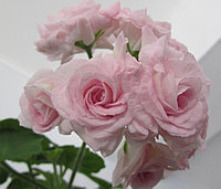 Минет кезінде бірнеше рет конча Итальяндық порно оргиялар