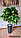 Искусственное дерево Апельсин, 160 см, фото 2