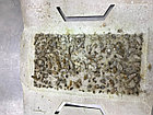 Клеевая ловушка для тараканов Форсайт с таблеткой приманивателем, фото 6