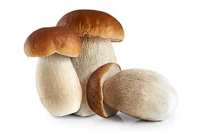 ГРИБЫ / Mushrooms