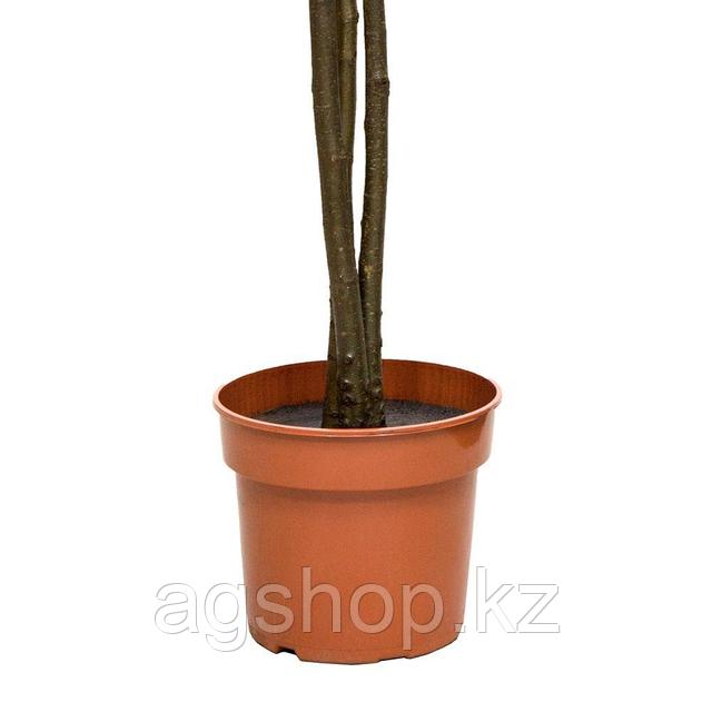 Гамелин порносының Пид Пипері