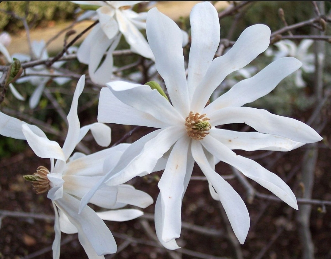 Магнолия stellata (звёздчатая)