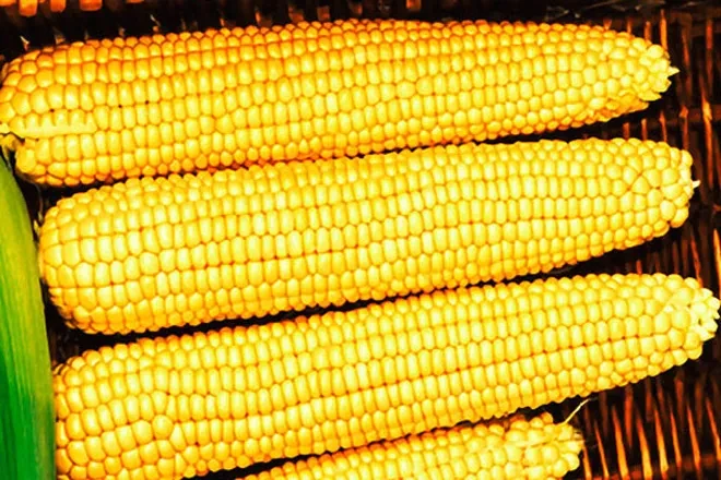 Семена суперсладкой кукурузы Мегатон F1 - фото 1 - id-p102363724