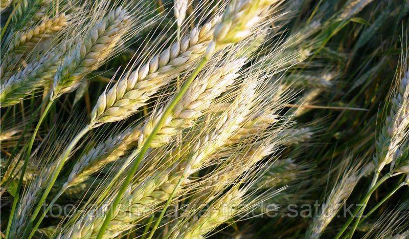 просо и кукуруза. зерновая культура гибрид пшеницы. сорт пшеницы тритикале. семена тритикале озимой. колос тритикале.