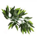 РАСТЕНИЕ ДЛЯ ТЕРРАРИУМА REPTI-ZOO Heternanthera zosterifolia 50CM TP001 20