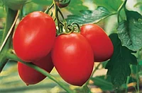 Семена томатов Бенито F1 "Bejo" (5 грамм)