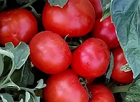 Семена томатов Айваз F1 "Enza Zaden" (1000 семян)