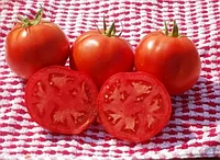 Семена томатов Линда F1 "SAKATA" (1000 семян)