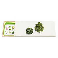 Карточки Жизненные формы растений