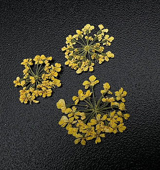 Сухоцветы в баночке ZOO, 3 шт 1675