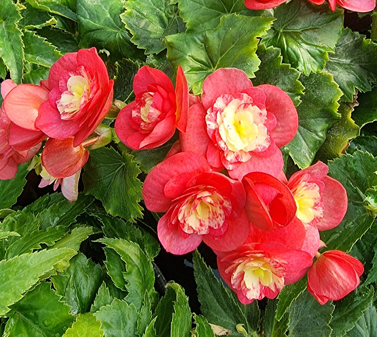 Elatior Valentino Pink №309/укор.черенок, фото 1