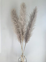 Пампасная трава ,высота 130-150 см ,цвет серый.
