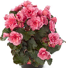 Elatior Glory Pink №307/ подрощенное растение