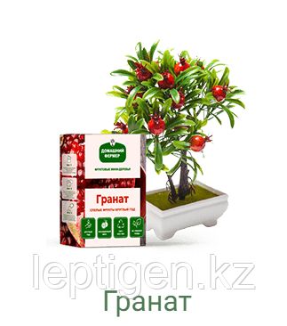 Фруктовые мини-деревья