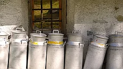 Молочная отрасль: только ростом поголовья проблему не решить