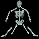 Скелет фосфорный на Хэллоуин 30см, фото 2