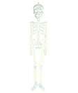 Скелет фосфорный на Хэллоуин 30см, фото 3