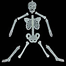 Скелет фосфорный на Хэллоуин 30см, фото 7