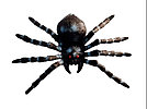 Паук тарантул пластиковый, фото 3
