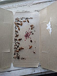 Клеева ловушка от тараканов, фото 2