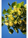 Мёд Царская липа (Башкирия), 1 кг. Урожай 2022 г, фото 4