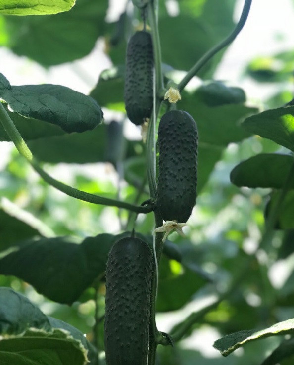 Огурец f1 мадрилене. Огурцы растут на деревьях. Огурец папенькина дочка f1. Огурец киборг f1. Огурец корнишон сибирская гирлянда f1.