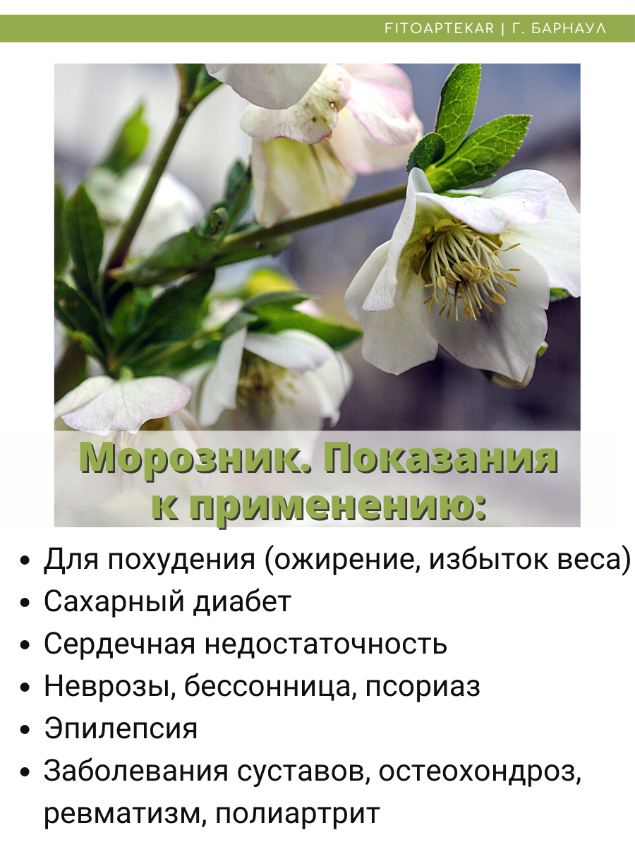 Морозник Для Похудения Отзывы Купить Реальных
