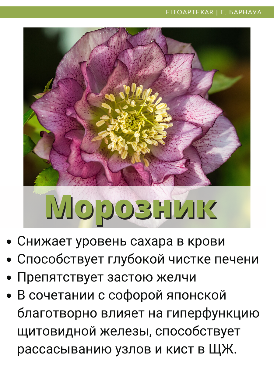 Морозник Для Похудения Отзывы Купить Реальных
