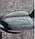 Чучело утка подсадная кряква, 34x18x16 см, фото 3