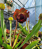 Саррацения