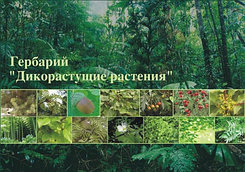 Гербарий «Дикорастущие растения»