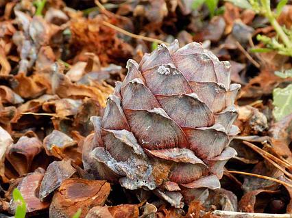 Ero ii қыз догги стилі, артқы көрініс Онлайн порно волосатые письки