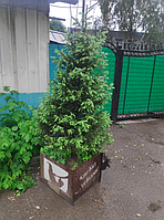 Клумбы для деревьев