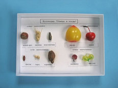 Коллекция "Семена и плоды"