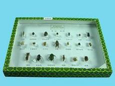 Коллекция "Представители отрядов насекомых" (на примере вредителей)