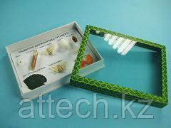 Коллекция "Развитие насекомых с полным превращением. Шелкопряд тутовых"