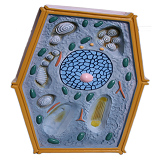 Модель "Растительная клетка"