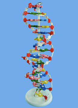 Демонстрационная модель "ДНК"