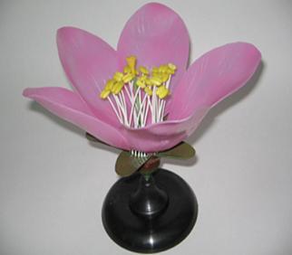 Демонстрационная модель цветка персика