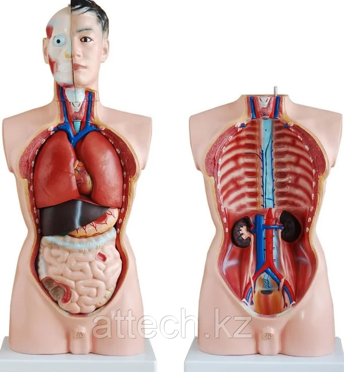 Модель по анатомии Торс человека 85 см (мужской)
