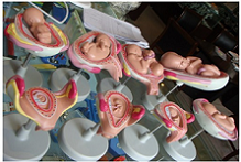 Модель демонстрационная "Развитие зародыша человека"