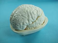 Демонстрационная модель мозга в разрезе