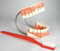 Демонстрационная модель "Гигиена зубов"