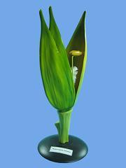 Демонстрационная модель цветка пшеницы из пластика