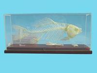 Демонстрационная модель "Скелет рыбы"