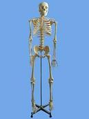 Демонстрационная модель"Скелет человека" на штативе 170 см