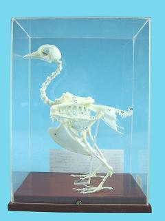 Демонстрационная модель "Скелет голубя"